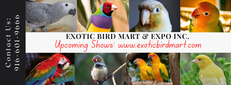 Exotic Bird Show and Collectables